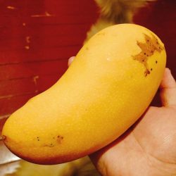 大芒果，嘿嘿。