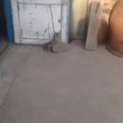 5只小猫渐渐长大了，cute
