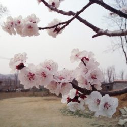 红的是花，绿的是草，白色的是幸福，黑色是烦恼。 2017年4月