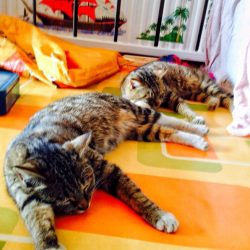 两只小猫 2017-01-18 15:21