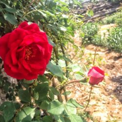 院门口花红似火 2017年5月