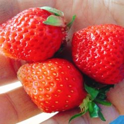 自己家的草莓红了。 2017年5月