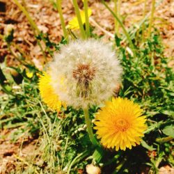 故事的小黄花，从出生那年就飘着。 2017年6月