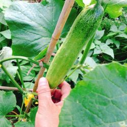 小樱桃、黄瓜、核桃 2017年7月