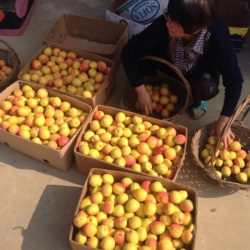 卖杏 2017年7月
