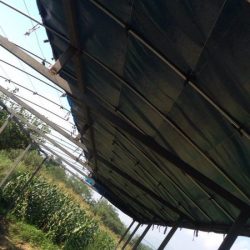 2017年8月7日，粪场顶棚上垃圾棉。