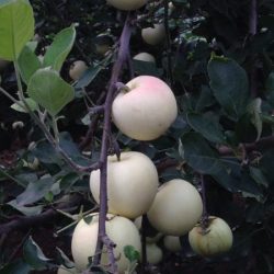 苹果剪掉叶子防止挡光 2017年8月