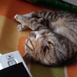 睡如死猪的猫猫~ 2017年10月
