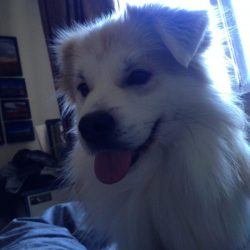 小狗狗 2017年11月