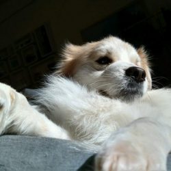 可爱的狗狗