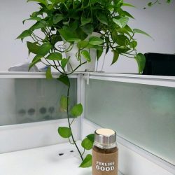 楼下超市买了个杯子，终于不用忍受紫砂杯那一股难闻的味道了 2017年12月