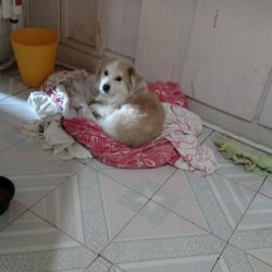 狗窝