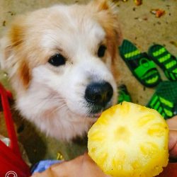 狗狗吃菠萝