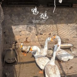 图片微博
