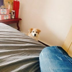 狗狗很可爱，5年了，愈加的喜欢。
