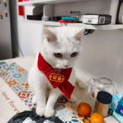 给小猫买了个围脖