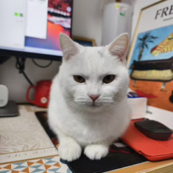 可爱的猫咪