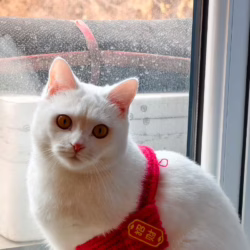 招财猫
